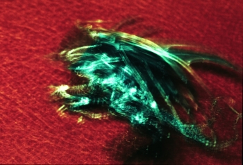 Chimera, 2009