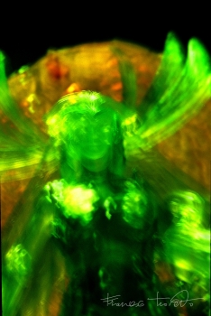 Elfo, 2009