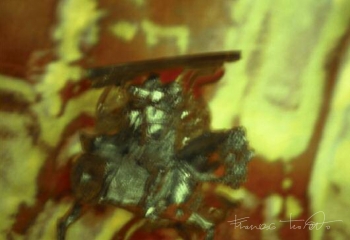 Samurai, 2009
